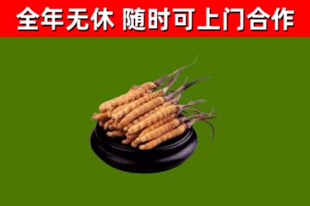 永胜县回收散虫草