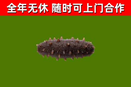 永胜县回收海参干